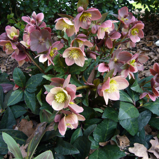 Merlin Hellebore