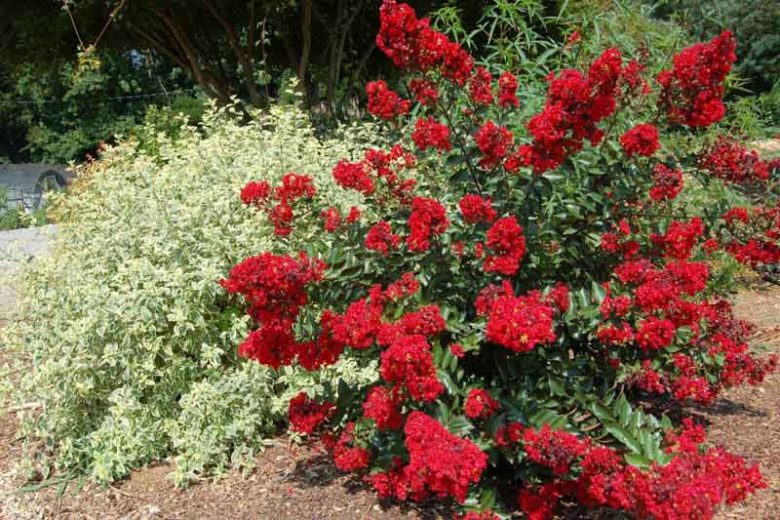 Southern Living™ Miss Frances Crape Myrtle