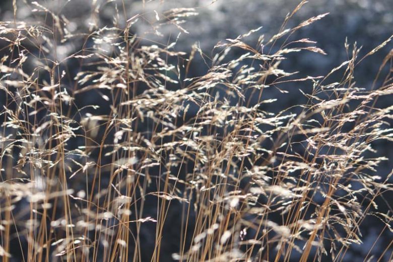 Wavy Hair Grass