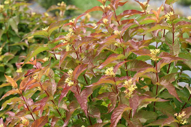 Copper Low Bush Honeysuckle (Diervilla)