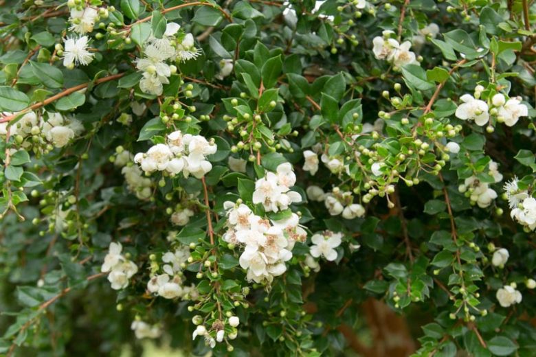 Chilean Myrtle