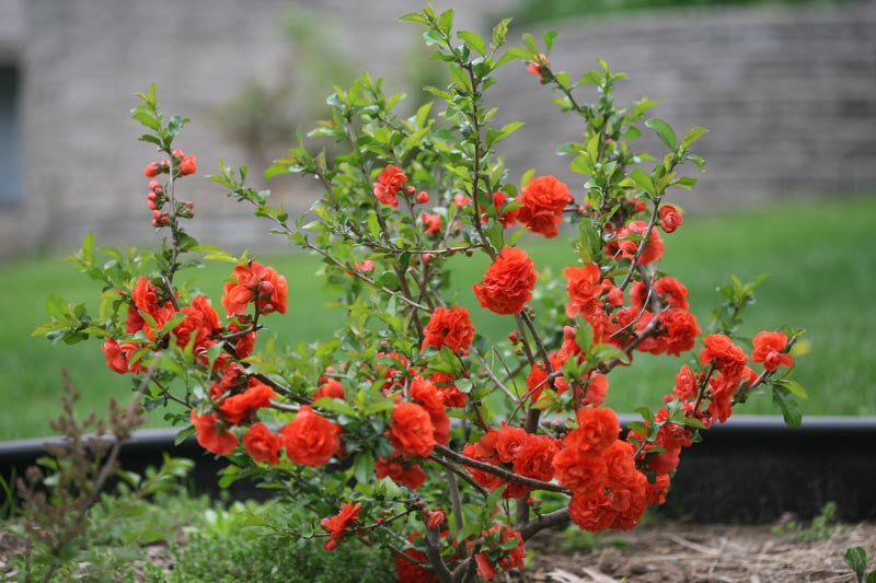 Double Take Orange Quince