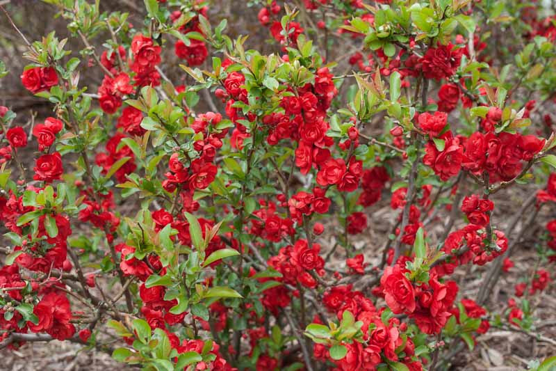 Double Take Scarlet Quince