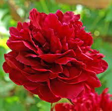 Red Sarah Bernhardt Peony