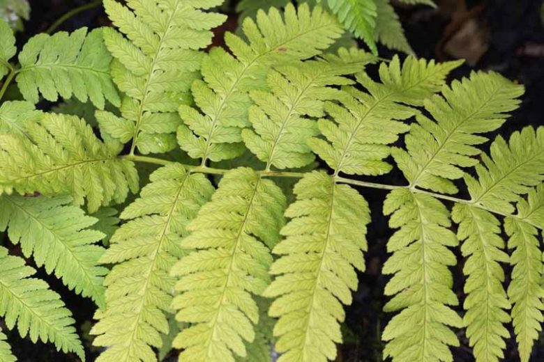 Goldy's Wood Fern