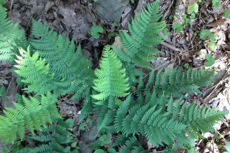 Dixie Wood Fern