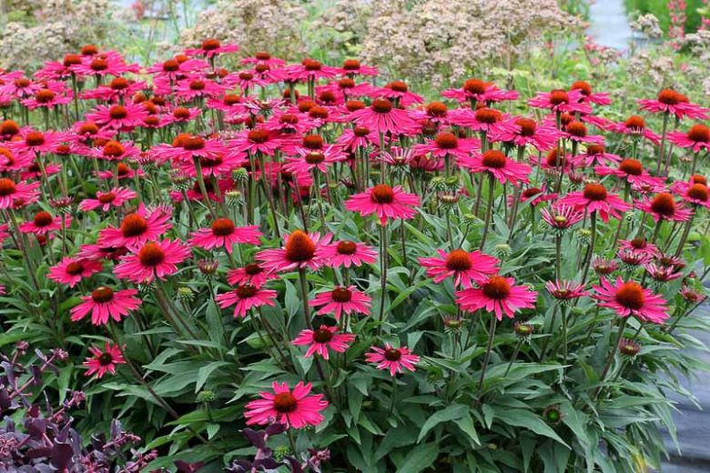 Kismet Raspberry Coneflower