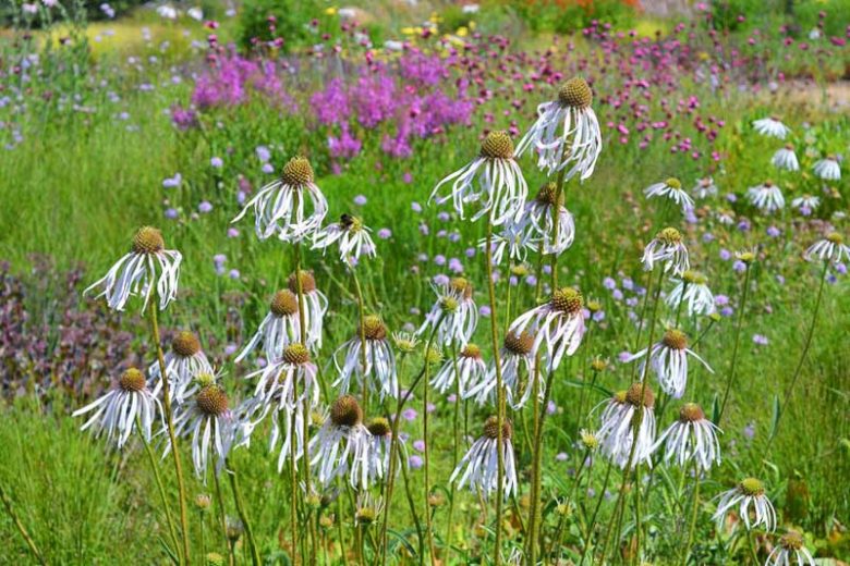 Pale Purple Coneflower