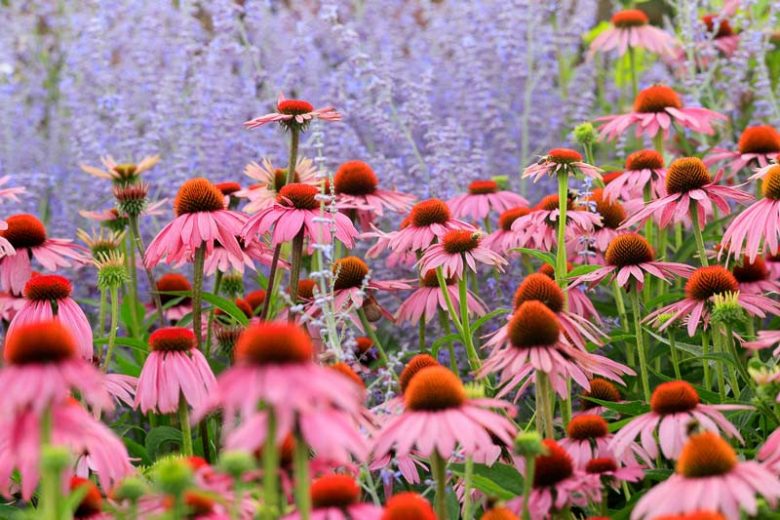 Purple Coneflower