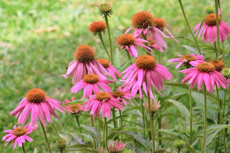 Kim's Knee High Coneflower