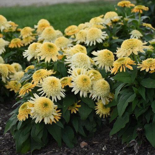 Double Coded Butter Pecan Coneflower