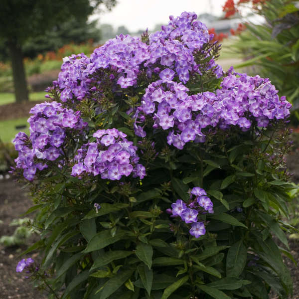 Pixie Miracle Grace Garden Phlox