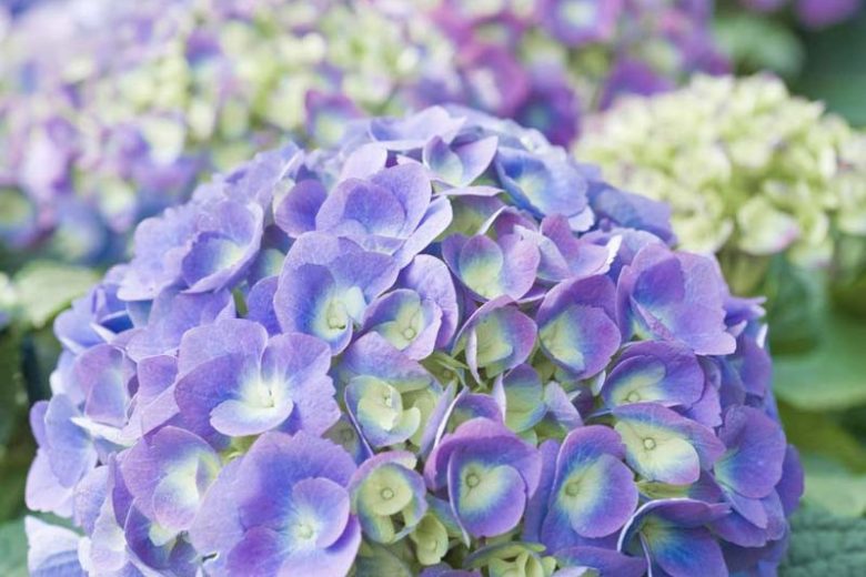 Penny Mac Hydrangea