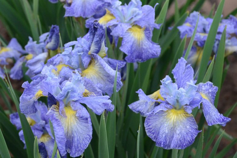 Cape Cod Boys Iris