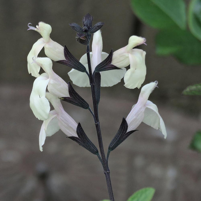 Heatwave™ Glimmer Salvia