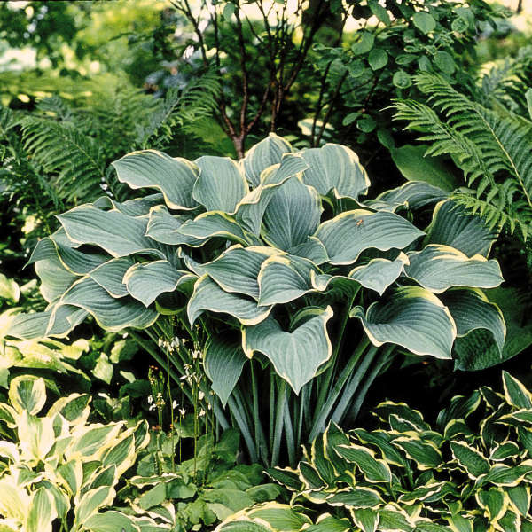 Regal Splendor Hosta