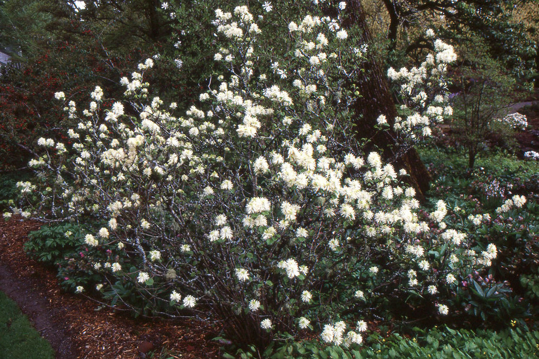 Large Fothergilla - 2 Gallon (2-3ft)