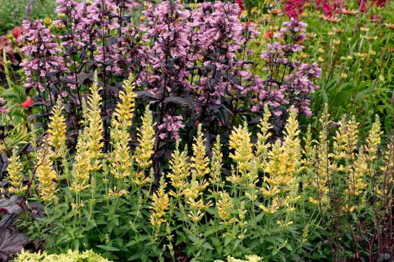 Poquito Butter Yellow Hyssop