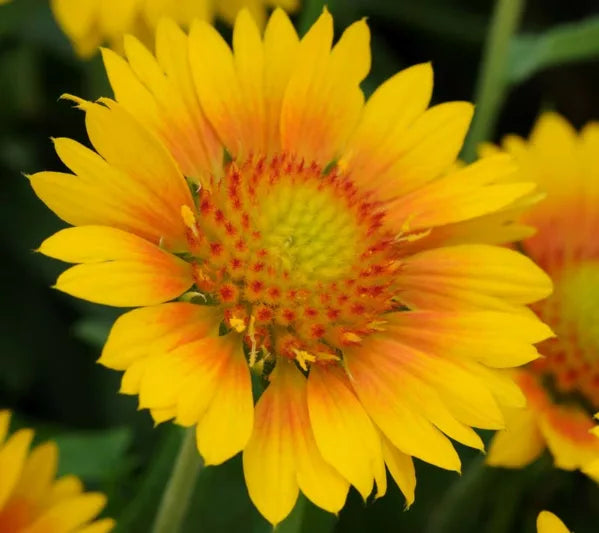 Mesa Peach Blanket Flower