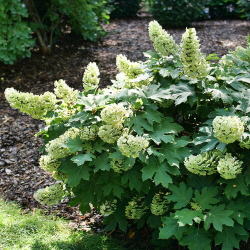 Gatsby Glow Ball® Oakleaf Hydrangea