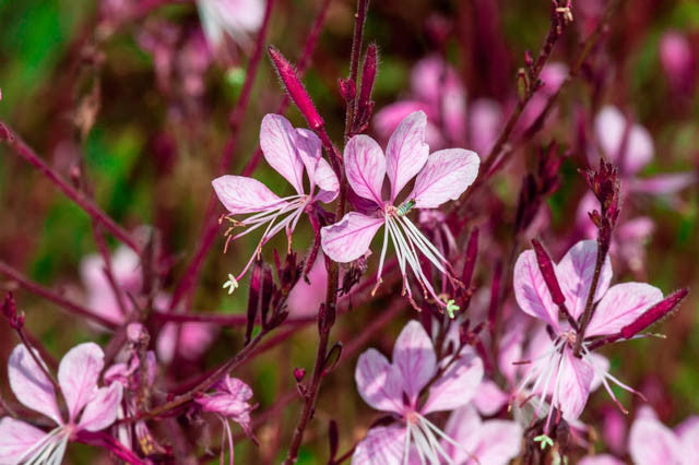 Siskiyou Pink Bee Blossom