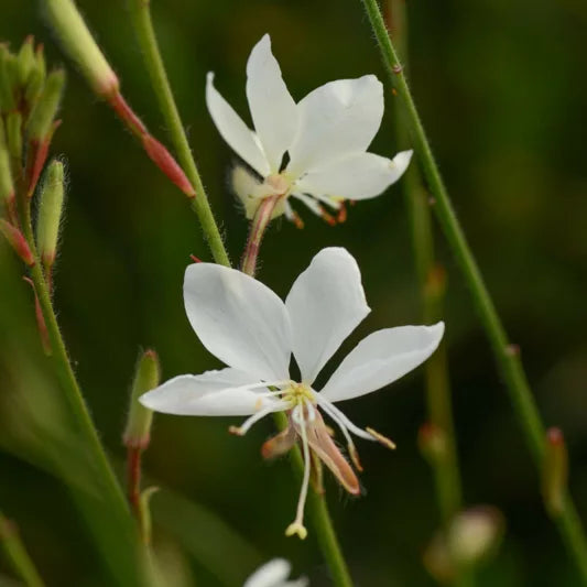 Belleza White Beeblossom (Wandflower)