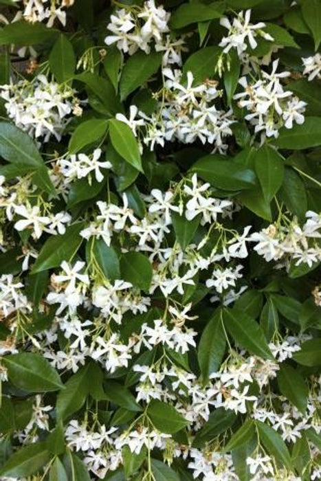 Star Jasmine