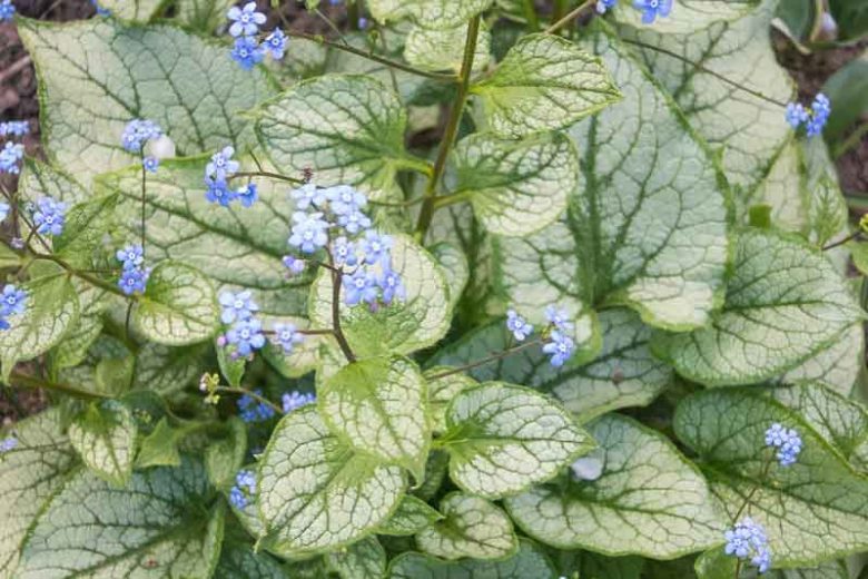 Siberian Bugloss