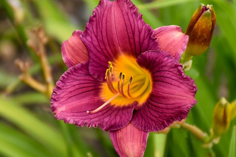 Purple D'Oro Daylily