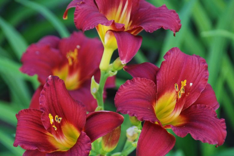 Ruby Stella Daylily