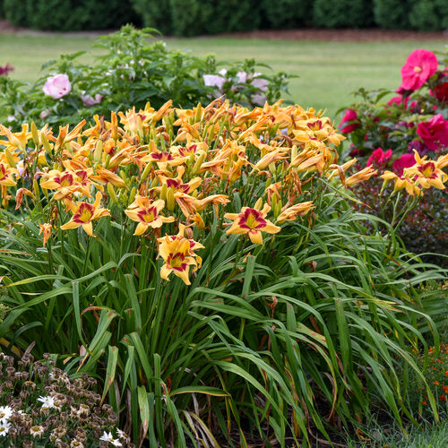 Rainbow Rhythm® Tiger Swirl Daylily
