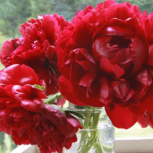 Lady In Red Peony