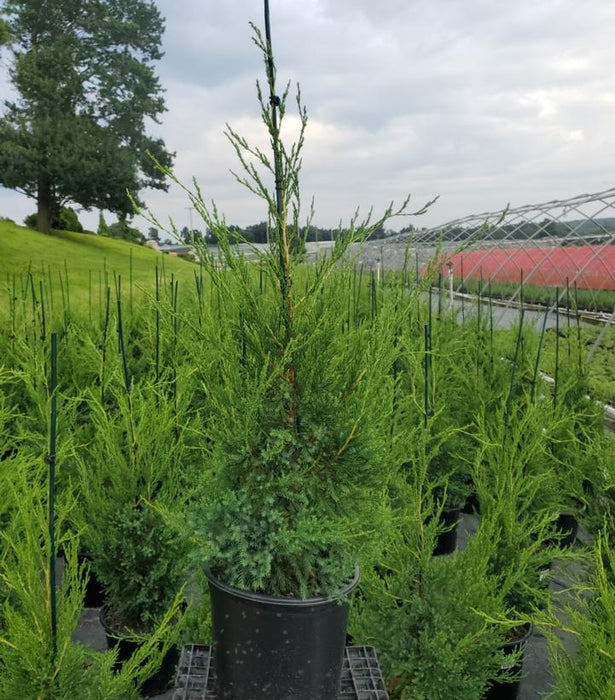 Hetzi Green Columnar Juniper — Gardens of the World