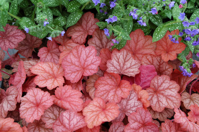 Georgia Peach Coral Bells