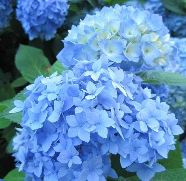 Nikko Blue Hydrangea