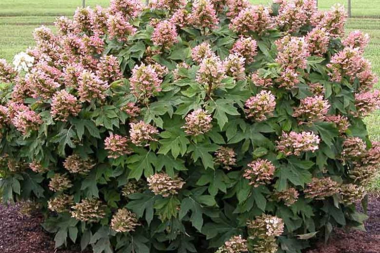 Munchkin Hydrangea