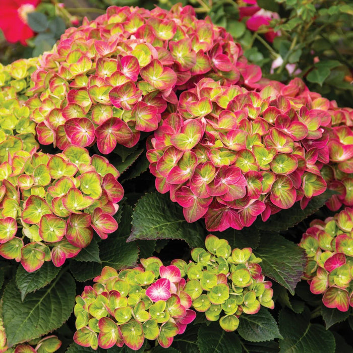 Tilt-A-Swirl® Bigleaf Hydrangea