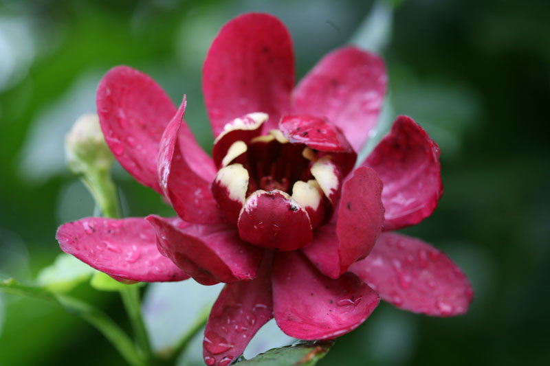 Aphrodite Sweetshrub