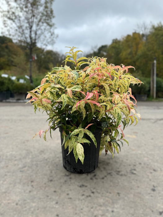 Rainbow Leucothoe