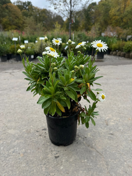 Montauk Daisy