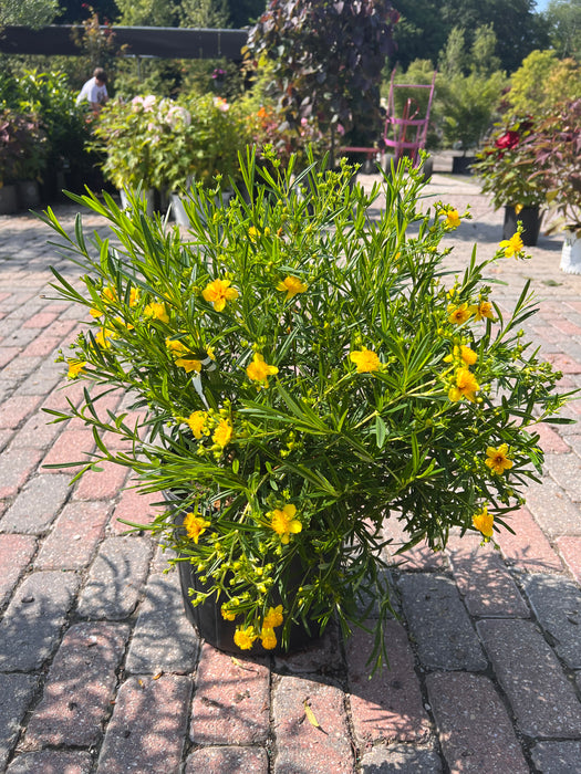 Gemo St. John's Wort