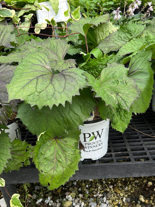 Bottle Rocket Ligularia