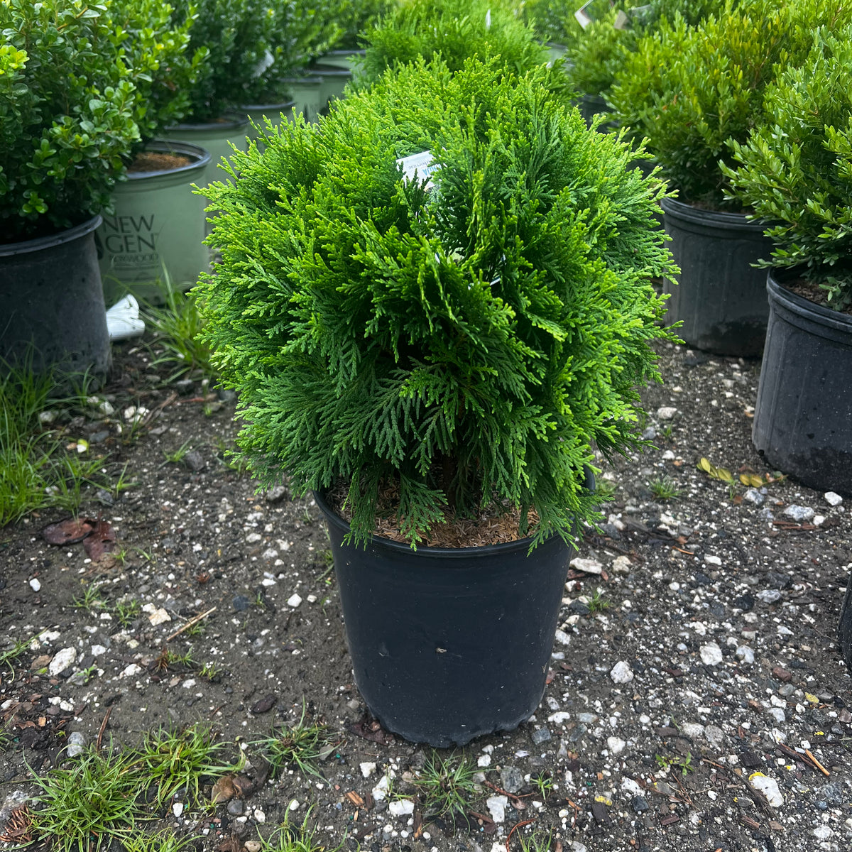 Danica Globe Arborvitae — Gardens of the World