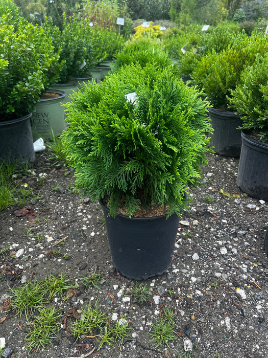 Danica Globe Arborvitae