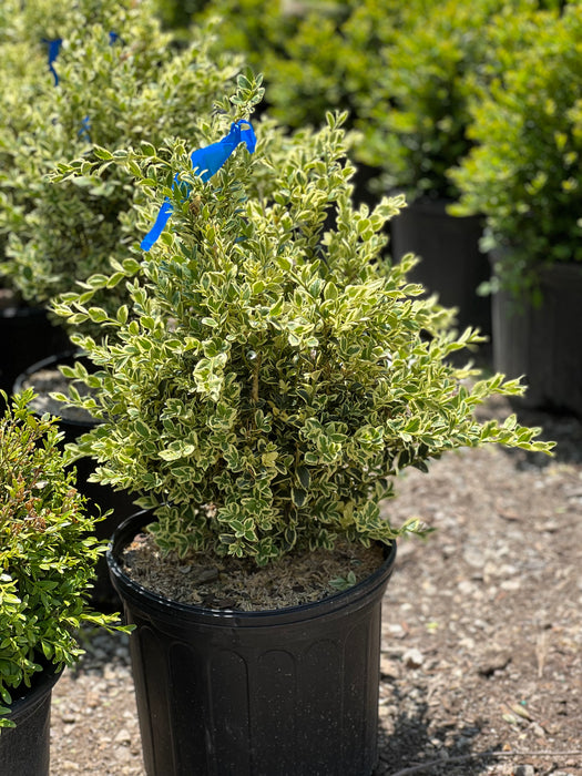 Sunburst Variegated Boxwood