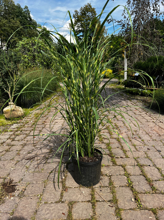 Zebra Grass