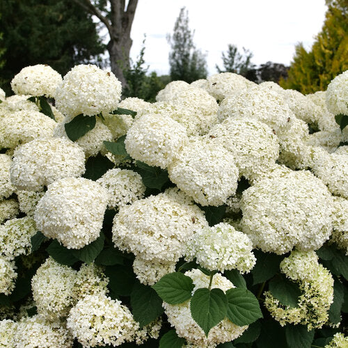 Incrediball Storm Proof™ Smooth Hydrangea