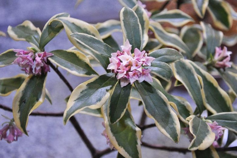 Maejima Variegated Winter Daphne