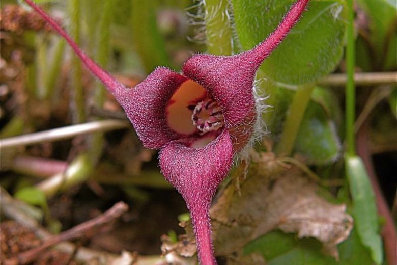 Western Wild Ginger