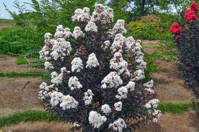 Lunar Magic® Crapemyrtle